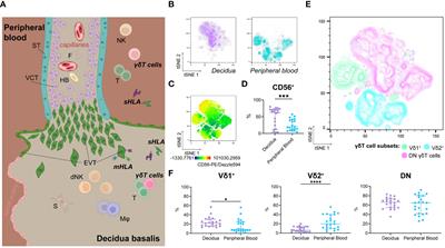 Decidual γδT cells of early human pregnancy produce angiogenic and immunomodulatory proteins while also possessing cytotoxic potential